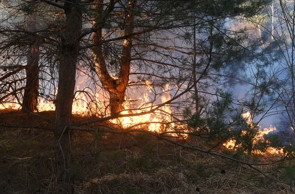 野火, 森林大火, 燃烧的森林 — 图库照片