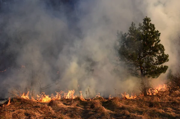 Incendi boschivi, incendi boschivi, foreste in fiamme — Foto Stock