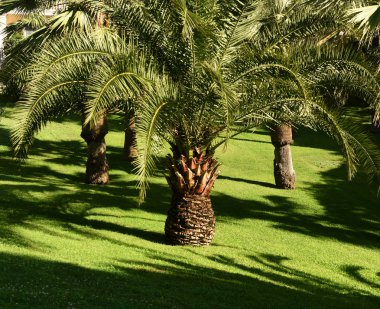 yeşil bir çim üzerinde palmiye ağaçları
