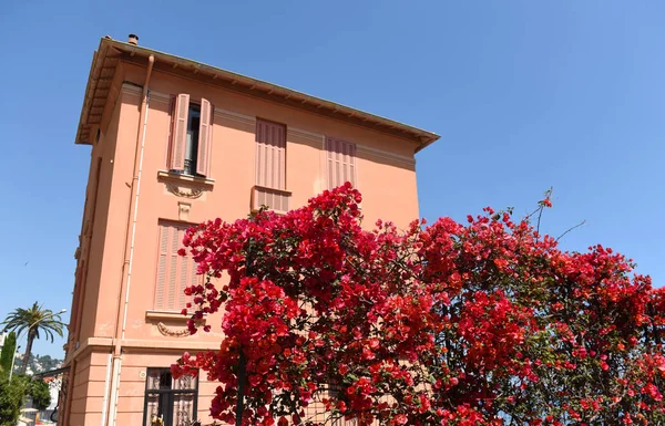 Όμορφα κόκκινα λουλούδια και ένα ροζ σπίτι κοντά στη Μεσόγειο θάλασσα — Φωτογραφία Αρχείου