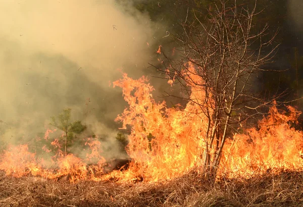 Feu de forêt, feu de forêt, forêt en feu — Photo