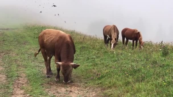 Toro Pasto Las Montañas Toro Rugiente Toro Antes Del Ataque — Vídeo de stock