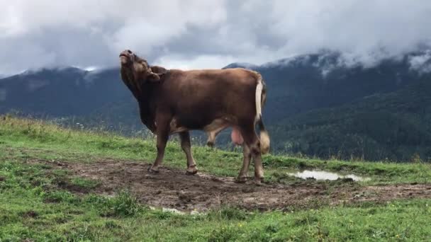 Bulle Auf Einer Weide Den Bergen Brüllender Stier Bulle Vor — Stockvideo