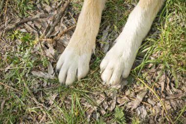Yün köpek yavrusu pençe yeşil çim üzerinde yalan