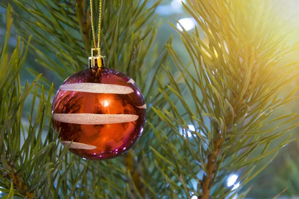 Vánoční stromeček detailní pozadí. Červený míček na zdobené pro svátky borovice — Stock fotografie