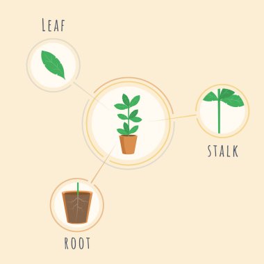 Bitki yapısı vektör afiş şablonu. Biyoloji ders ekipmanları, araç, kök, sap, yaprak elemanları açıklayan levha. Botanik morfoloji poster, infographics, büyüyen bitkileri görselleştirme