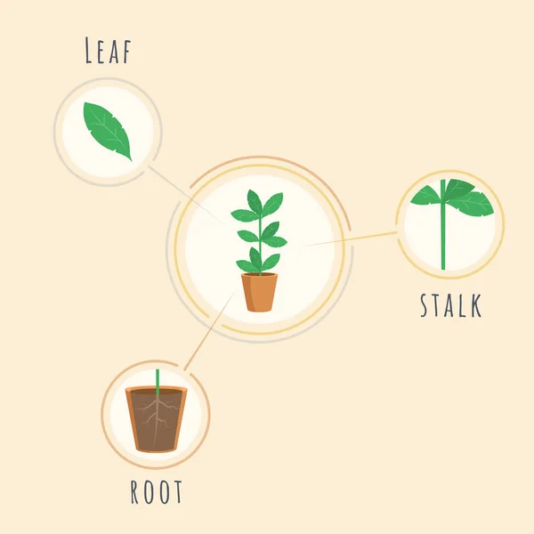 Plant structure vector banner template. Biology lesson equipment, tool, placard explaining root, stalk, leaf elements. Botanical morphology poster, infographics, growing crops visualization — Stock Vector