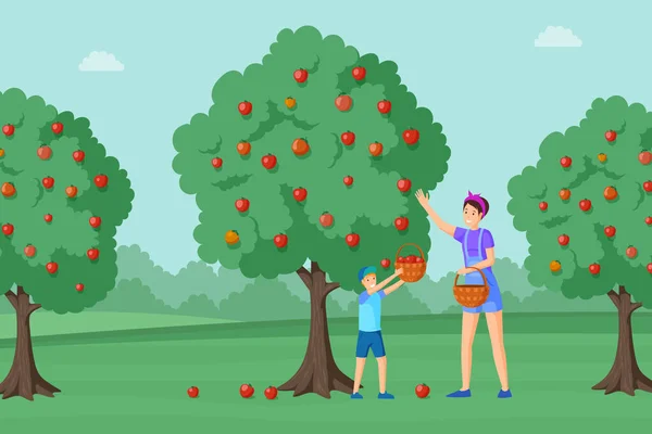 Mãe, filho colhendo maçãs ilustração vetorial. Jovem mulher e menino coletando frutas vermelhas maduras personagens de desenhos animados. Vilarejos alegres, agricultores familiares desfrutando de produtos agrícolas orgânicos —  Vetores de Stock