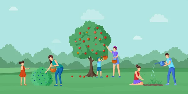 Temporada de cosecha en la ilustración de vectores de campo. Mujer joven recogiendo grosella negra, arándanos, niños recogiendo manzanas maduras personajes de dibujos animados. Jardineros pareja riego flores brotes — Vector de stock