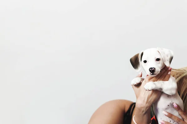 Cucciolo Jack Russel Terrier Giocare Con Giovane Donna Sexy — Foto Stock