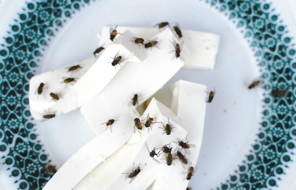 Closeup of cheese on plate with flies