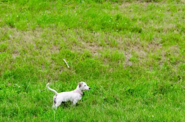 Beyaz jack russell yeşil çimenlerin üzerinde çalışan