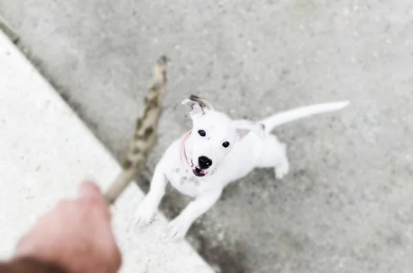 Sevimli Köpek Yürüyüş Parkta Oynarken — Stok fotoğraf