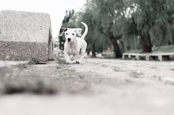 Schattige Hond Wandelen Spelen Park — Stockfoto