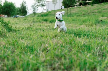 Mutlu köpek jack russell terrier oynayan ve çimenlerin üzerinde atlama.