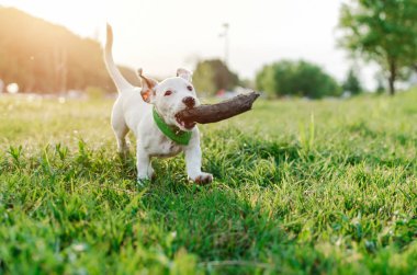 Yakın Jack russell terrier parkta onun dağ büyük bir tahta sopa ile çalışan.