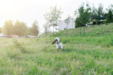 Önden Görünümü jack russel köpek sopayla oynarken, eğitim alanında çalışan
