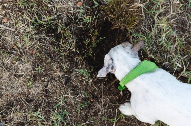 Yukarıda Jack russel kazma köpek delik bahçede açık havada