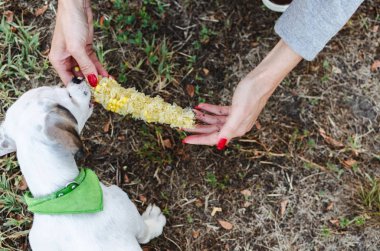 Üstten görünüm kadın el besleme jack russel köpek Mısır ile.