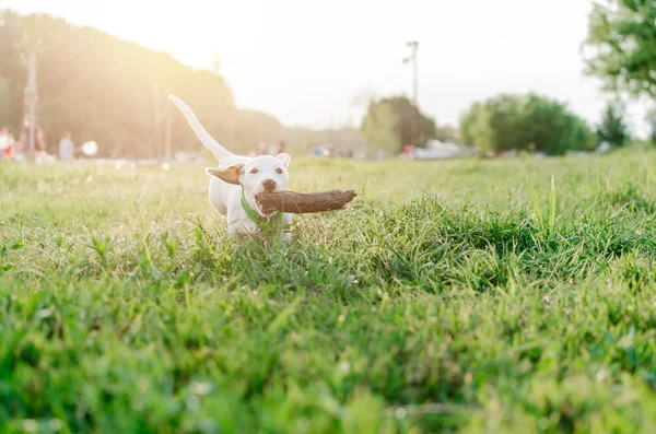 Elölnézet Jack Russell Terrier Fut Park Fából Készült Kibír Egy — Stock Fotó