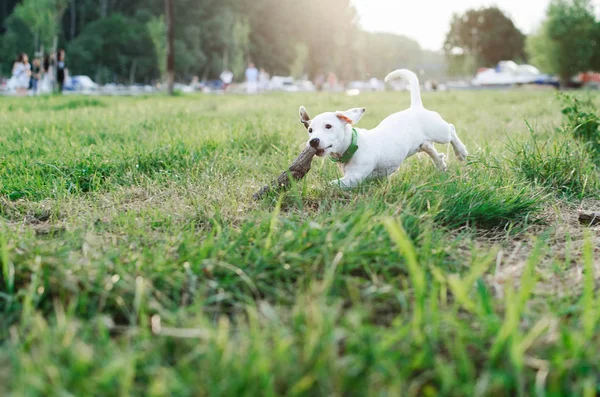 Portret Van Jack Russel Hond Uitgevoerd Veld Met Stok Spelen — Stockfoto