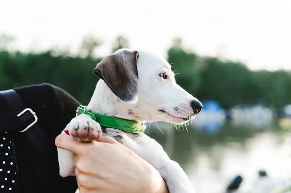 Close Mulher Segurando Cão Jack Russel Terrier Livre — Fotografia de Stock