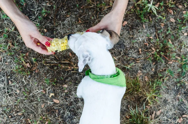 Üstten görünüm kadın el besleme jack russel köpek Mısır ile.