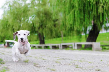 Önden Görünümü mutlu jack russel köpek çalıştıran ve parkta oynarken