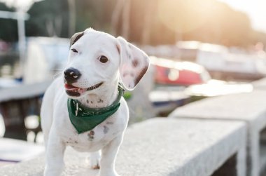Jack Russell Terrier dış gülümsüyor oynarken önden görünümü