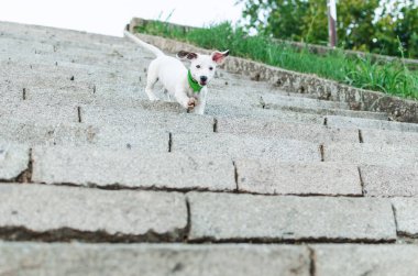 Park, açık havada merdivenlerden aşağı çalışan jack rassel önden görünümü