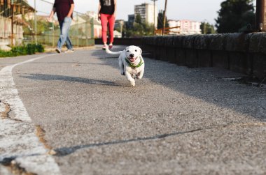 Köpek jack russel yolda, açık havada, metin alanınız