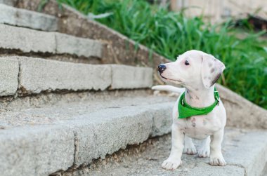 portresi jack russel ayakta ve merdivenlerde, dışarıda bekleyen