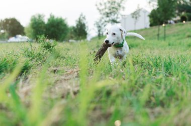 Portresi jack russel köpek sopayla oynarken, eğitim alanındaki yürüyen