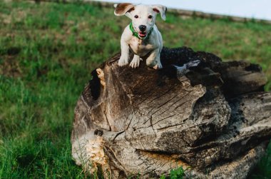 Ahşap açık havada parça atlama Jack Daniels terrier köpek önden görünümü