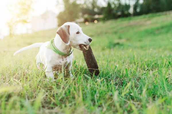 Portret Van Jack Russel Hond Spelen Veld Met Stok Opleiding — Stockfoto
