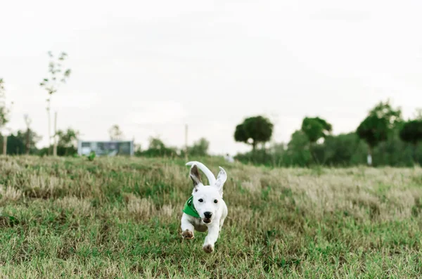 Elölnézet Jack Russell Terrier Fut Felé Kamera — Stock Fotó