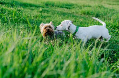 İki köpek çim üzerinde oynama jack russell ve yorkshire korkunç, açık havada