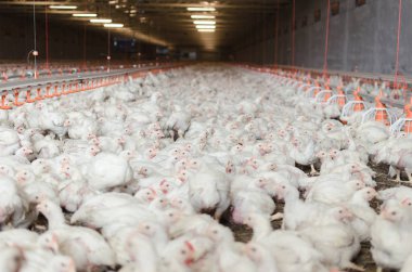 Beyaz tavuk fabrika içinde.