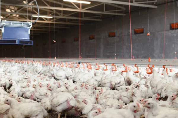 Çiftlik Beyaz Tavuk Metin Için Yer Dolu — Stok fotoğraf