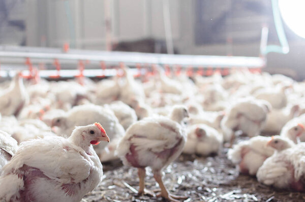 Indoors chicken farm, chicken feeding, close up.