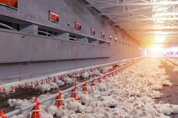 Indoors chicken farm, chicken feeding.