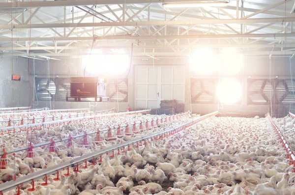 Poultry farm with chicken. Husbandry, housing business for the purpose of farming meat, White chicken Farming feed in indoor housing.