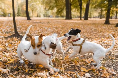 Sonbahar sezonu Park'ta yürüyordunuz üç Jack Russell köpek