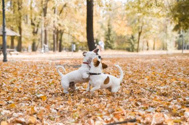 Sonbahar sezonu Park'ta yürüyordunuz üç Jack Russell köpek