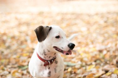 Jack Russell Terrier, bir parkta sonbahar üzerinde duran portresi kapatın.