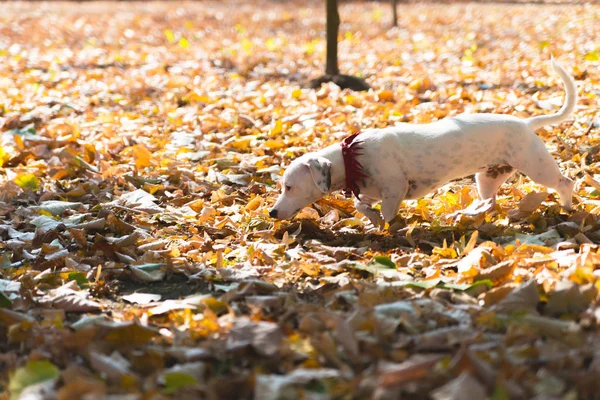 Kutya Jack Russell Terrier Ragadozó Keres Levelek Kívül — Stock Fotó
