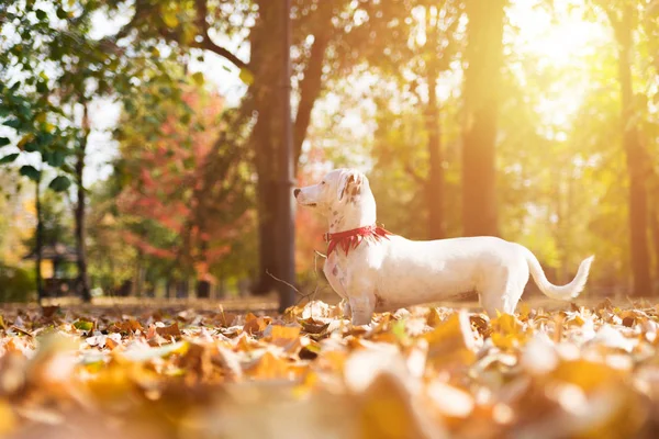 Ritratto Jack Russell Terrier Piedi Nel Parco — Foto Stock