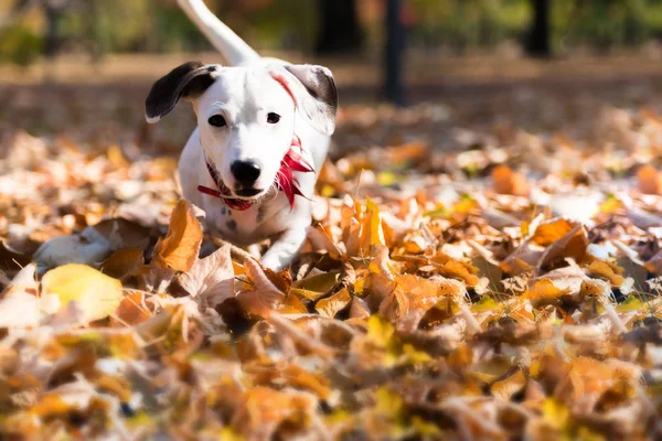 Vooraanzicht Van Jack Russell Terriër Draait Park Herfst Seizoen — Stockfoto