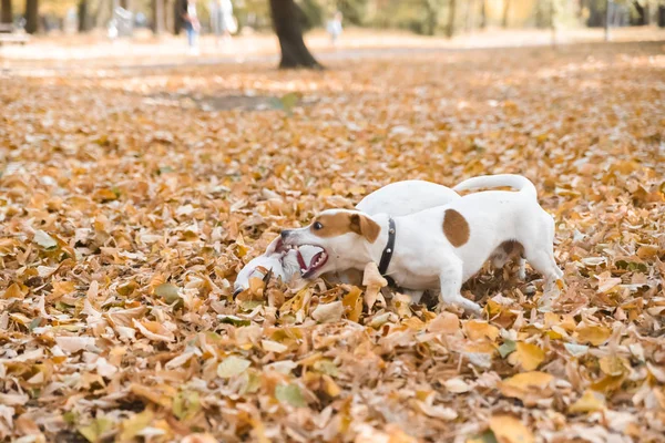 Két Jack Russell Kutya Séta Parkban Őszi Szezon — Stock Fotó