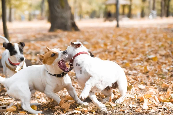 Дві Собаки Джек Рассел Прогулянка Парку Осінній Сезон — стокове фото